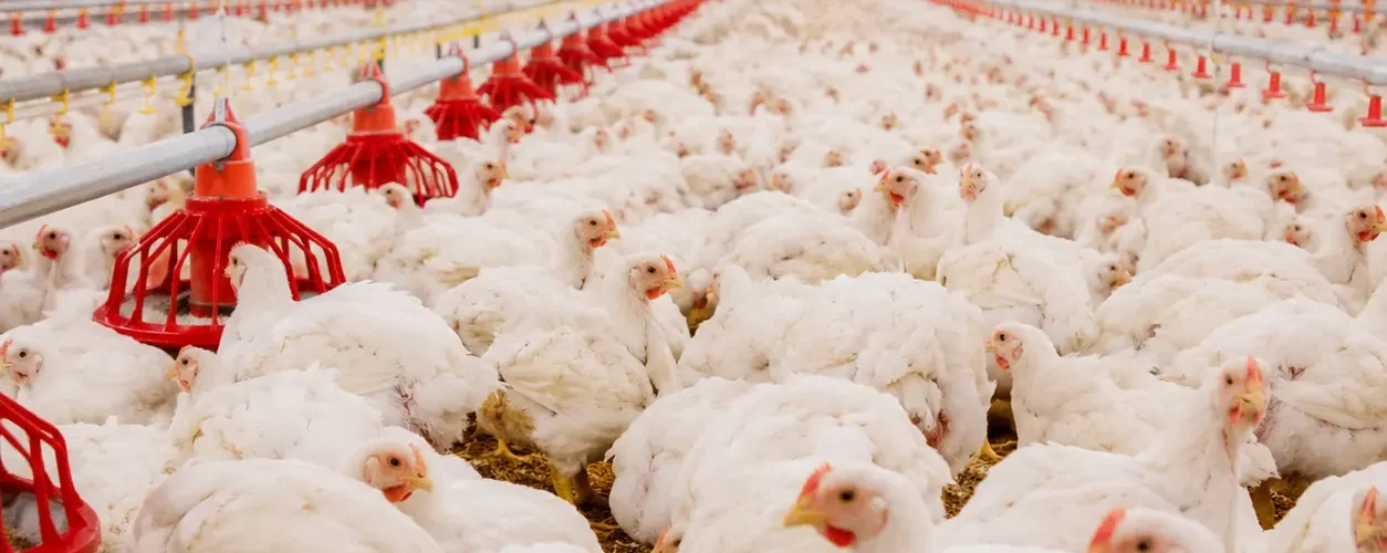 broiler farming