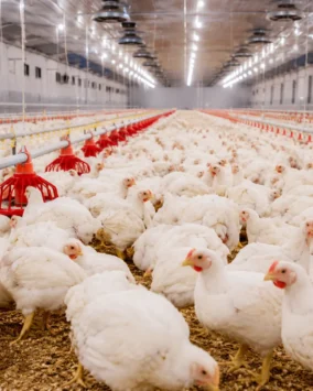 Kenya AgriBiz Expo
